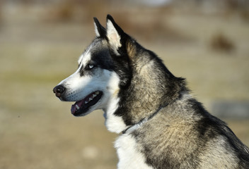 husky siberiano