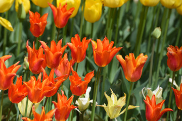 Orange colored Tulips