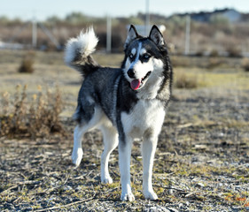 husky siberiano