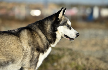 husky siberiano