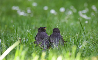Sterling chicks in the grass
