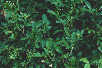 Green leaves background. Flat lay. Nature background