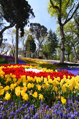 Emirgan Forest in Istanbul - Tulips