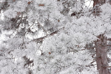 Hoar Frost