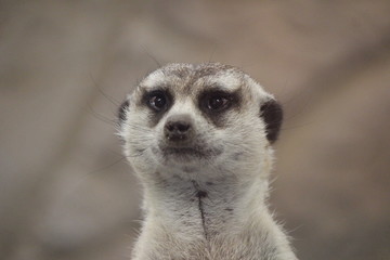 meerkat