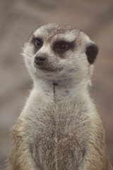 Fototapeta premium meerkat