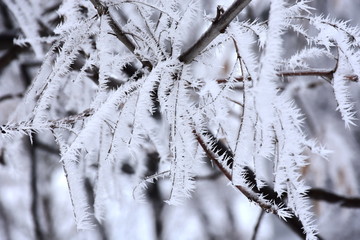 Hoar Frost