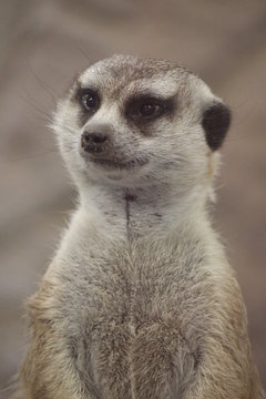 meerkat
