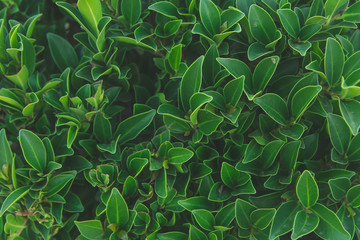 Green leaves background. Flat lay. Nature background