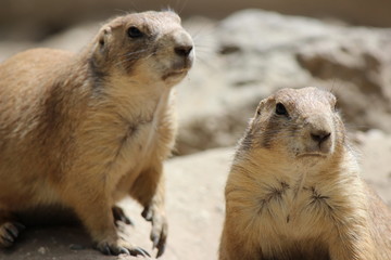 prairie dog looking out of hole