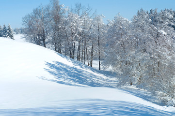 Shadow of trees on snowy field. Beautiful hill covered with snow. Beauty of nature.
