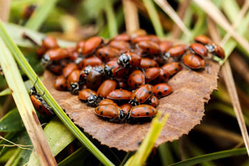 Cluster of ladybug beetles on a leaf