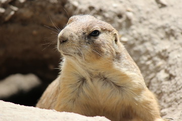 prairie dog looking out of hole