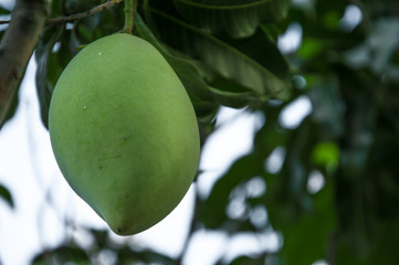 Mango on the tree