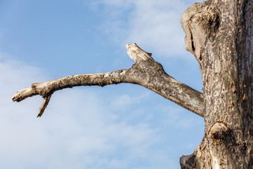 dead tree branch