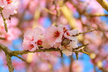Spring air: pink blossom of almond  backlit between branches.