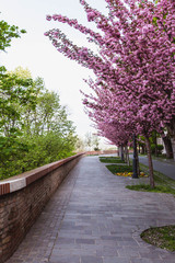 Alley of blossoming plum trees in Buda Castle in Budapest, Hungary