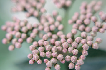 Inflorescence of pink buds on a green background. Macrophotography