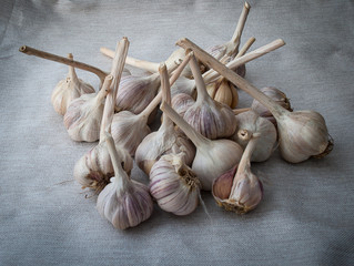 Garlic on the grey cover