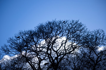 Silhouette of crows roosting in tree with the remnants of the previous season nests in the rural county of Hampshire
