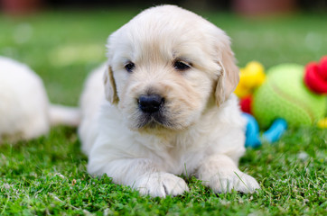 Portrait of a golden retriever two months puppy with a color toy on the grass