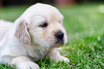 Closeup portrait of a golden retriever two months puppy on the grass