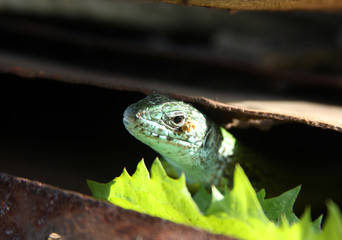 a green lizard looks for text