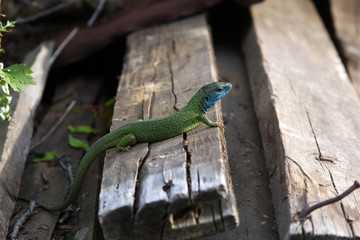 a green lizard is hidden