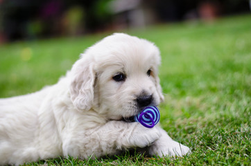 Portrait of a golden retriever two months puppy with a color toy on the grass