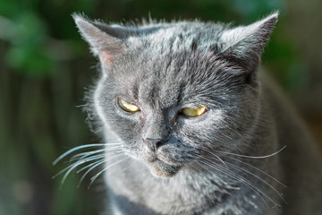 Scottish purebred gray cat look closeup