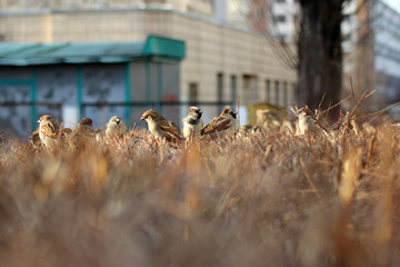 municipal birds on bushes for text