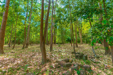 東南アジアの森