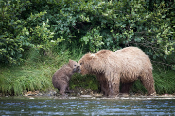 Grizzly and cub
