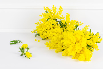 bouquet of yellow flowers mimosa isolated on white background