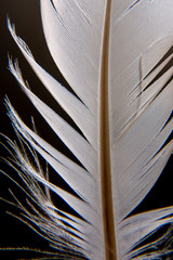 close up feather