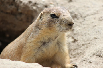 prairie dog