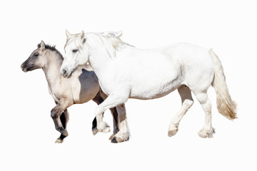 Obraz na płótnie Canvas Scottish Highland Pony and Foal (Equus caballus)