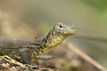 Malayan Water Monitor Lizard, Varanus salvator, in Sungei Buloh Wetland Reserve