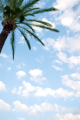 Palm tree on a blue and cloudy sky.