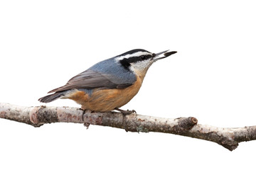 Red-breasted Nuthatch and a Sunflower Seed