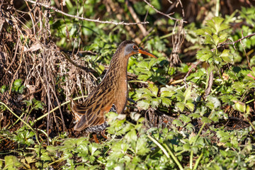 The Virginia Rail
