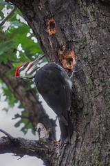 Pileated Woodpecker Pecks a Tree