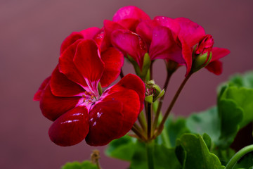 Red flowers