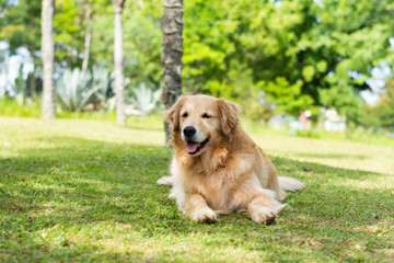 cachorro feliz na sombra num dia de calor
