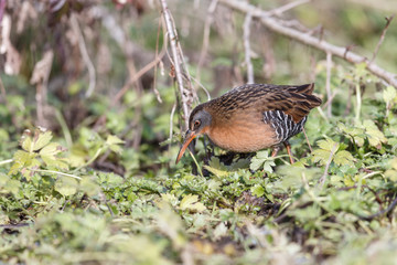 The Virginia Rail