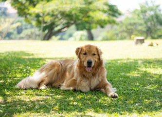 golden retriever descansando na sombra para fugir do calor