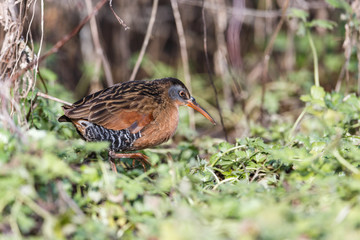 The Virginia Rail