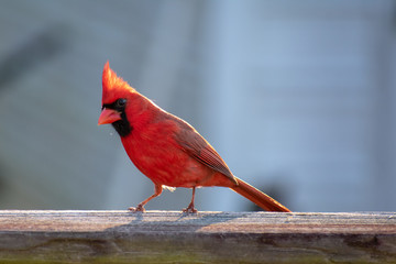 red cardinal on a wood