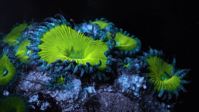 Zoanthid Coral Polyp Macro Timelapse HD