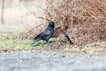 A Merlin caught a European Starling